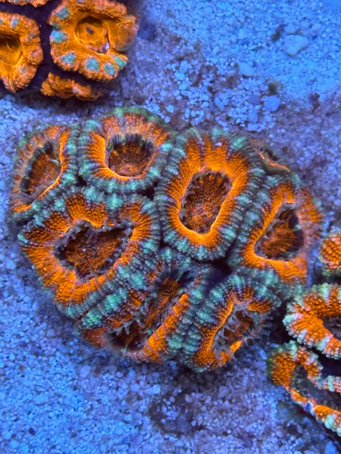 Ultra Acan Lord