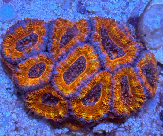 Ultra Acan Lord