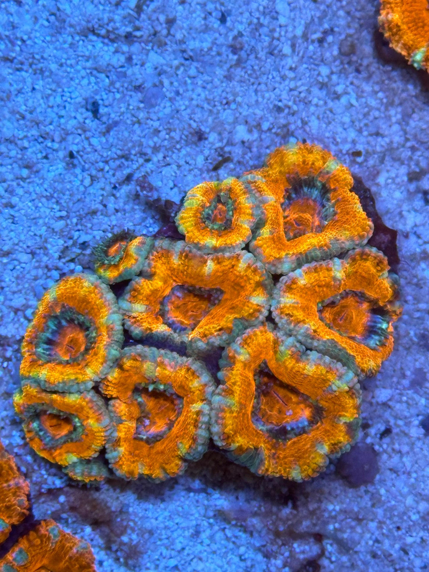 Ultra Acan Lord