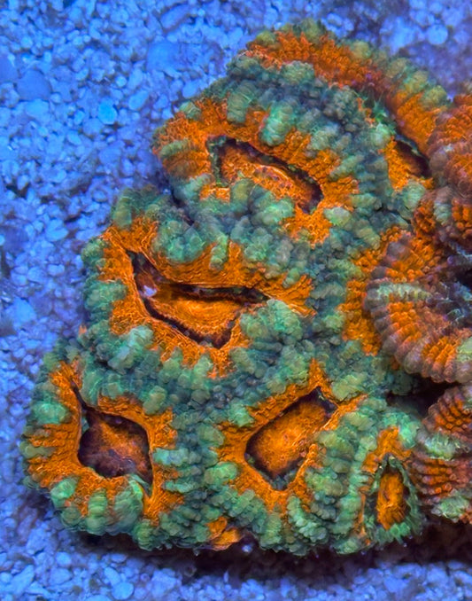 Ultra Acan Lord