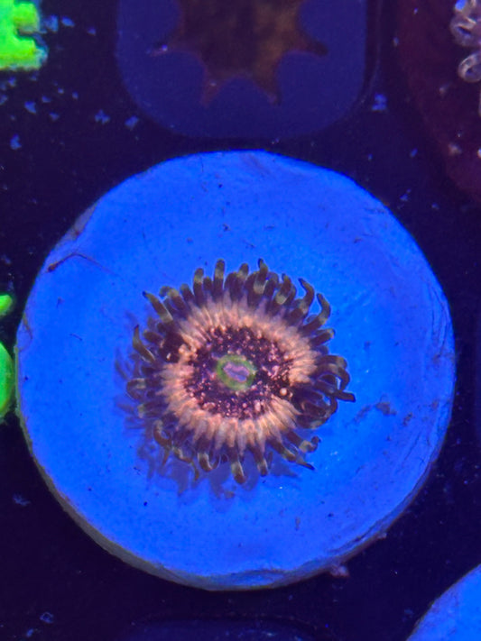 Pink Zipper Zoa