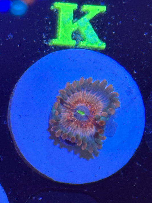 White Zombie Zoa