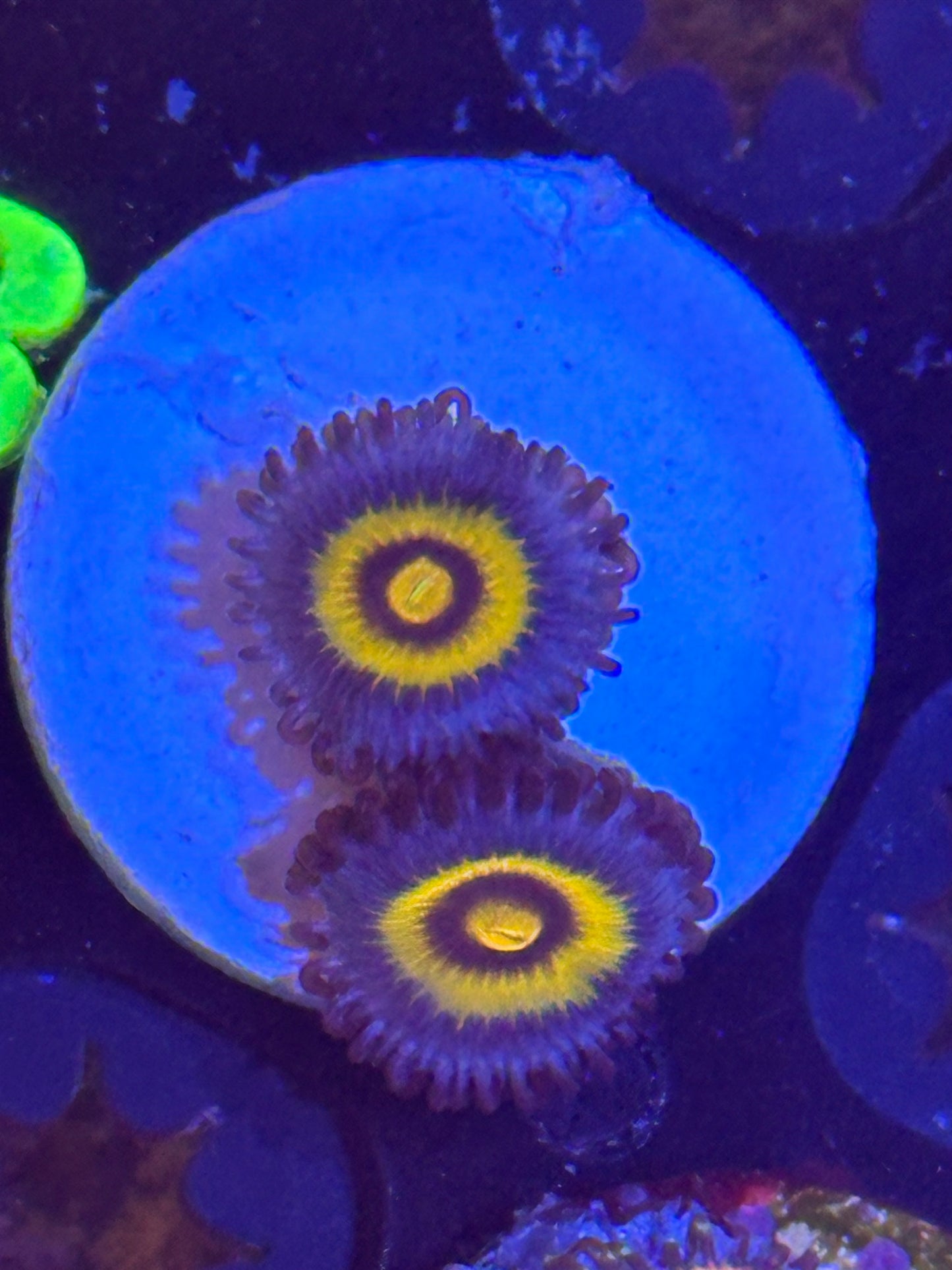 Wolverine Zoa