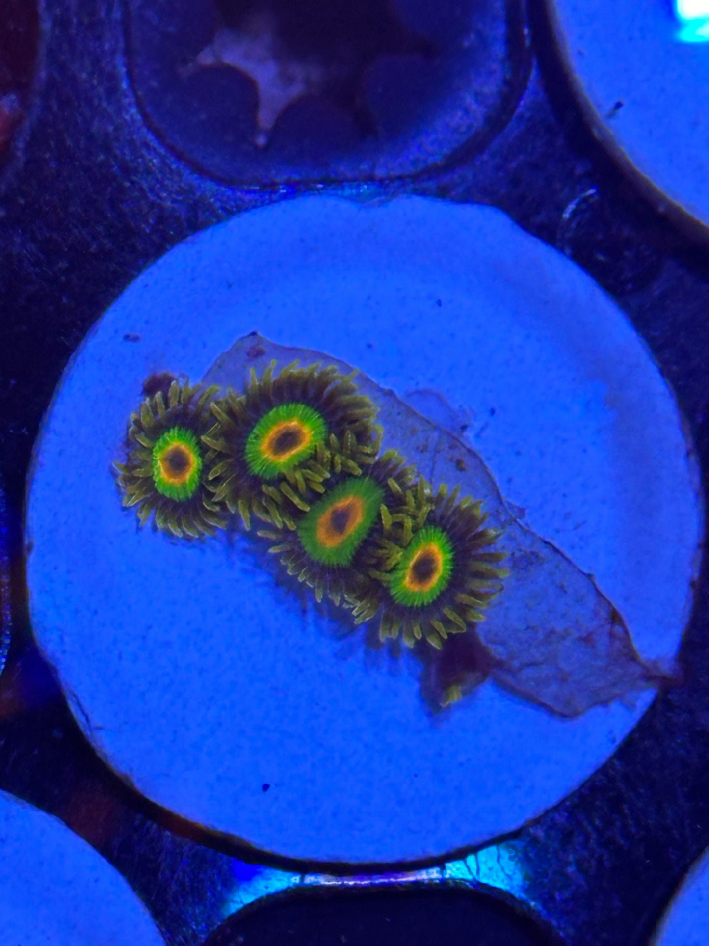 Rasta Zoa