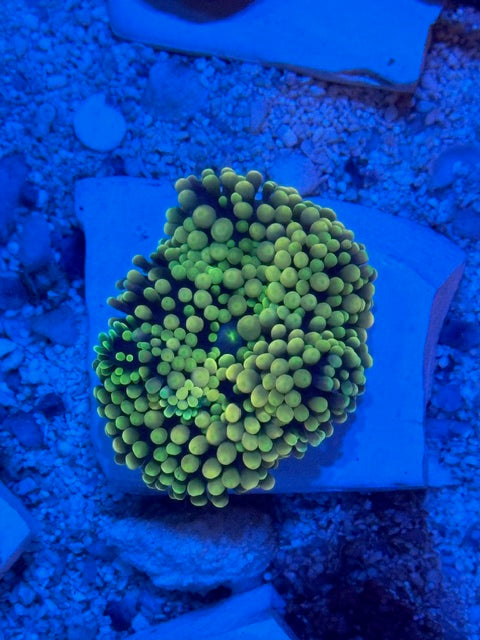 Yellow Ricordea Mushroom